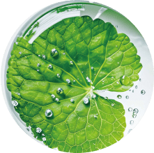 ツボクサ葉小胞