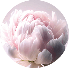 シャクヤク根小胞